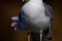 Ring-billed Gull