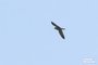 Peregrine Falcon
