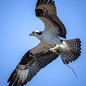 Osprey