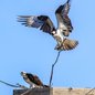 Osprey Pair 