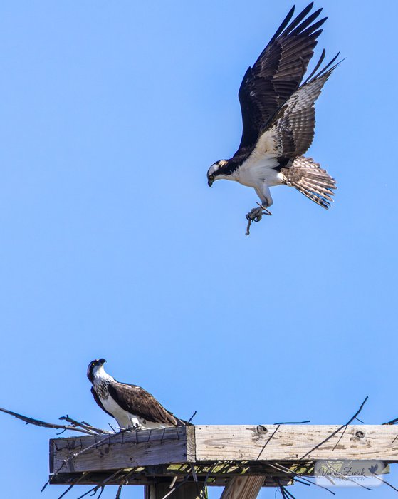 Ospreys