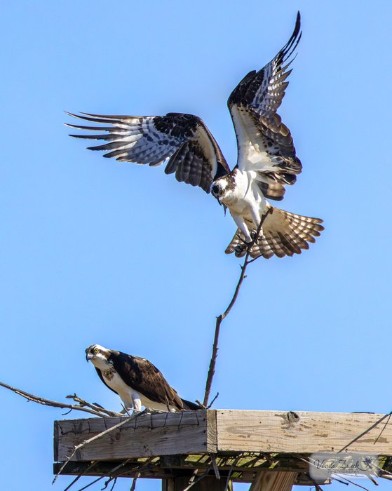 Osprey Pair 