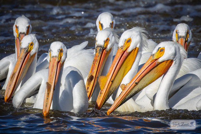 American White Pelicans