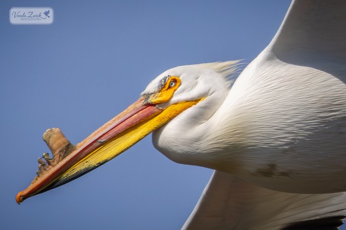 American White Pelican