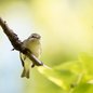 Philadelphia Vireo