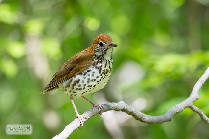 Wood Thrush