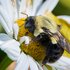Common Eastern Bumble Bee
