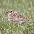 Vesper Sparrow