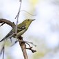 Blackpoll Warbler