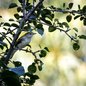 Chestnut-sided Warbler