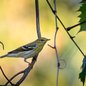 Blackpoll Warbler