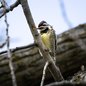 Yellow-bellied Sapsucker