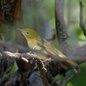 Yellow Warbler