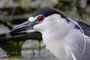 Black-crowned Night Heron