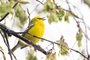 Blue-winged Warbler