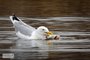 Herring Gull