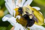 Common Eastern Bumble Bee