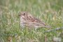 Vesper Sparrow