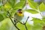 Northern Parula
