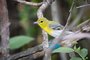 Yellow-throated Vireo