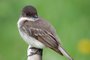 Eastern Phoebe