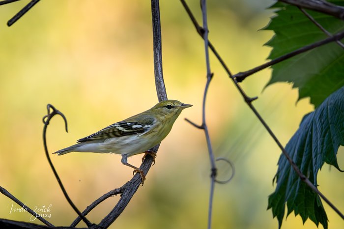 Blackpoll Warbler