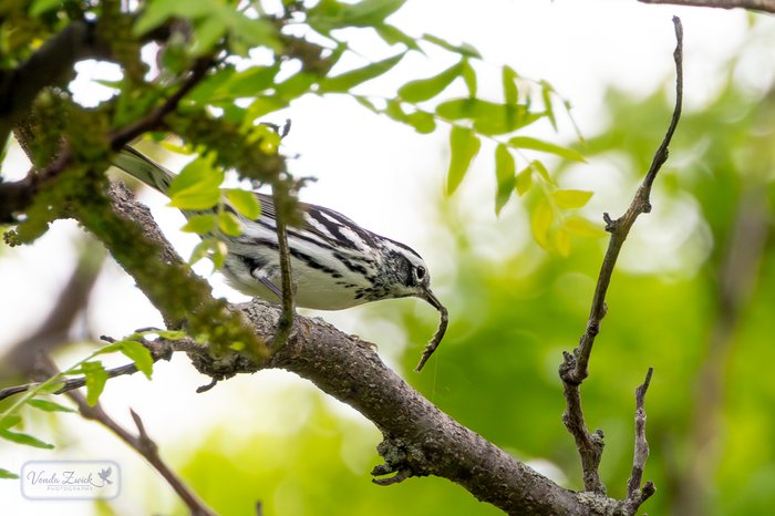 Black-and-white Warbler