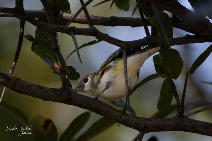 Chestnut-sided Warbler