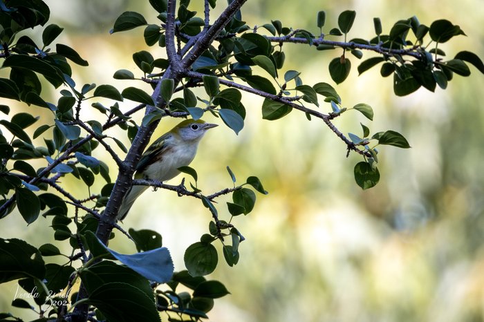 Chestnut-sided Warbler