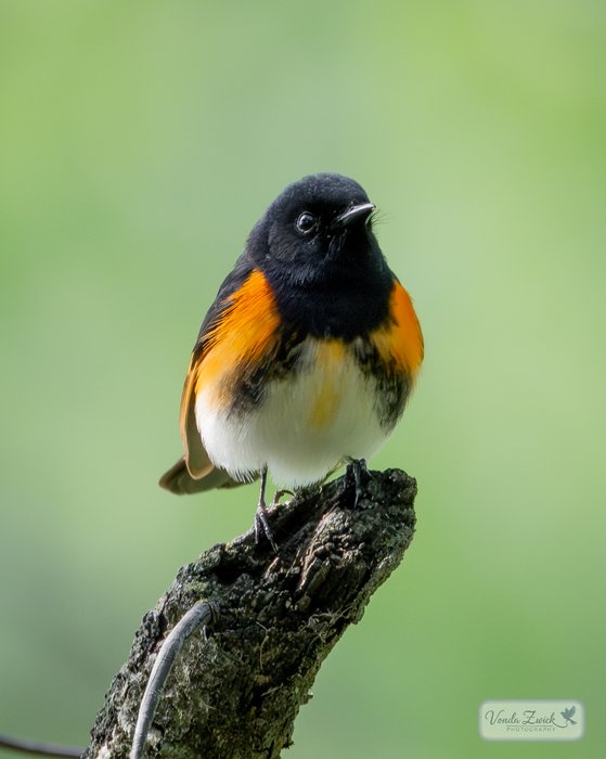 American Redstart