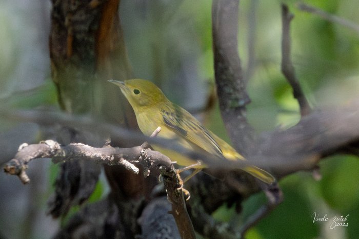 Yellow Warbler