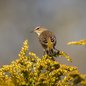 Palm Warbler