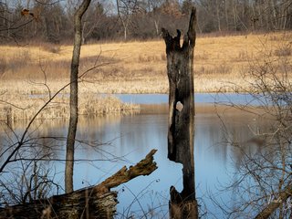 Bulrush Pond