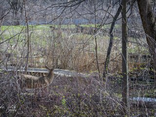 White-tailed Deer