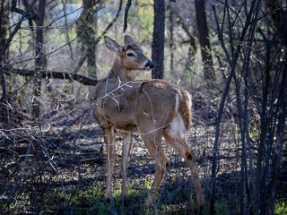 White-tailed Deer