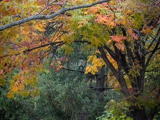 Fall Colors