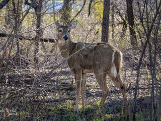 White-tailed Deer