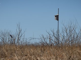 Birdhouse