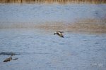 American Wigeons