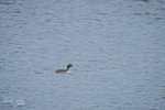 Horned Grebe