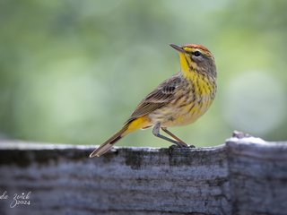 Palm Warbler