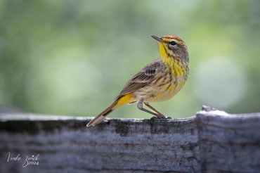 Palm Warbler