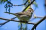 Clay-colored Sparrow