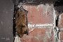 Big Brown Bat