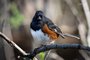 Eastern Towhee