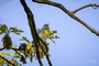 Northern Parula