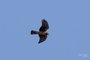 Northern Harrier