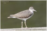 Spotted Sandpiper