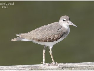 Spotted Sandpiper