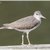 Spotted Sandpiper